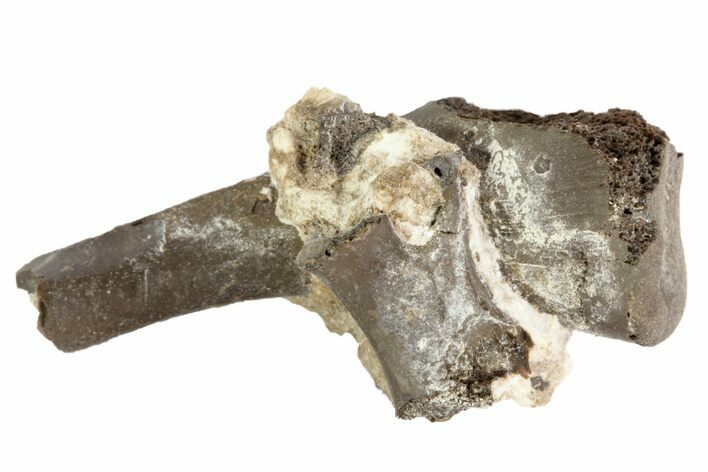Permian Reptile Bone Fragments - Oklahoma #79527
